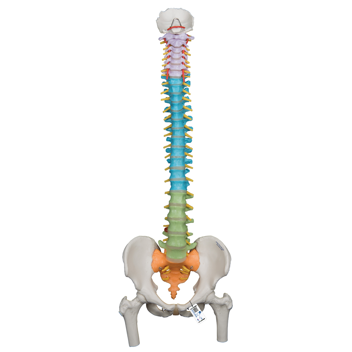 Colonna Vertebrale Flessibile Didattica Con Tronchi Del Femore ...