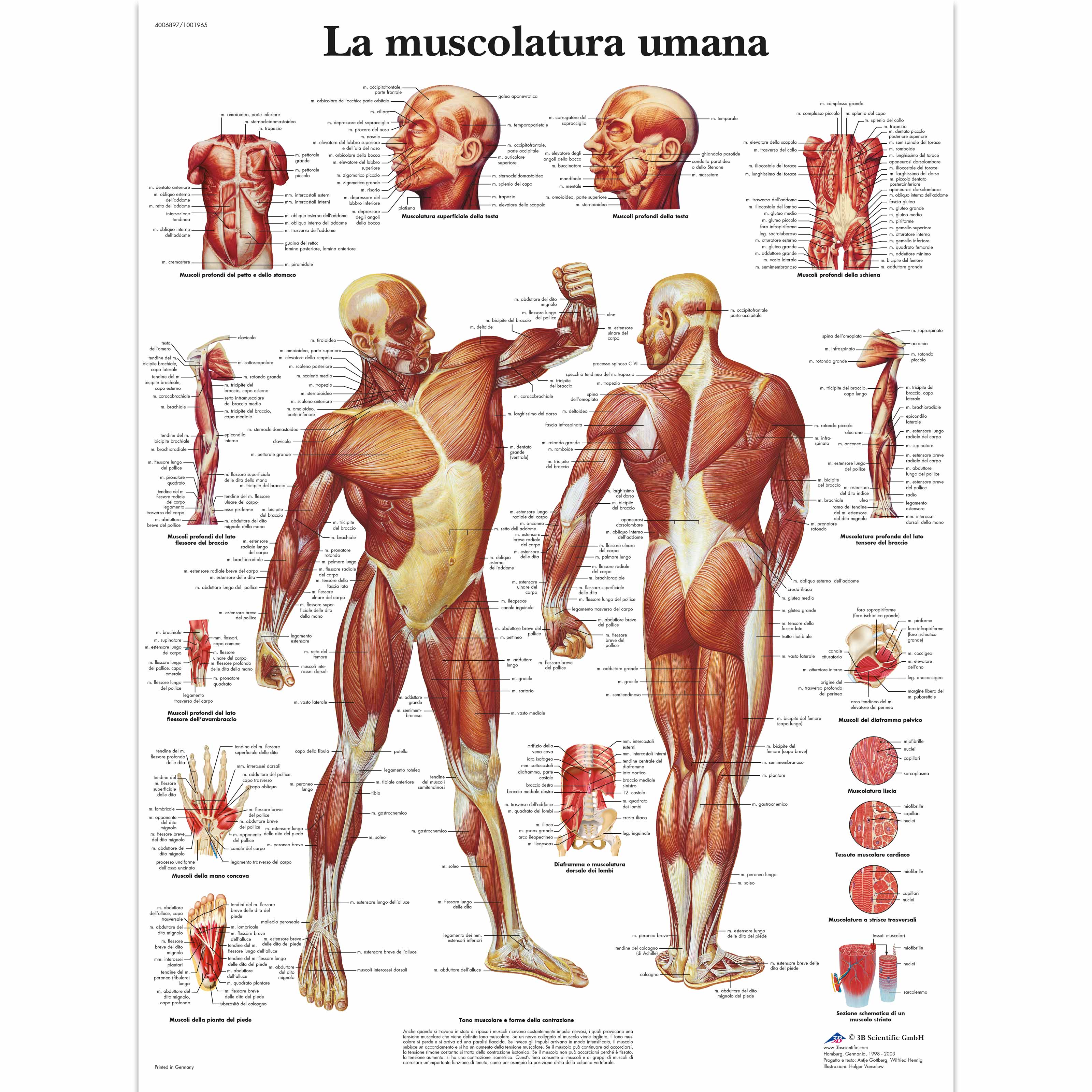 La Muscolatura Umana 4006897 Vr4118uu Muscolo 3b Scientific